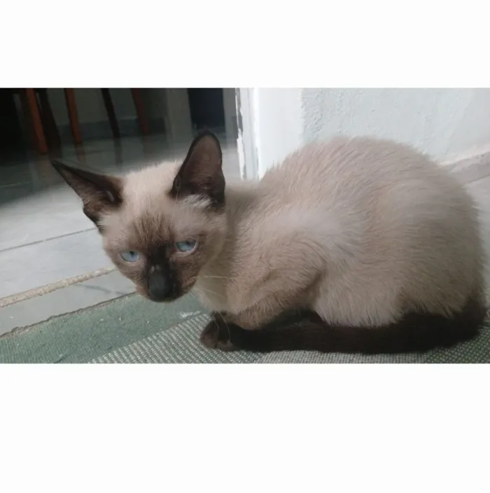 Gato raça Siamês idade 2 a 6 meses nome Theo 