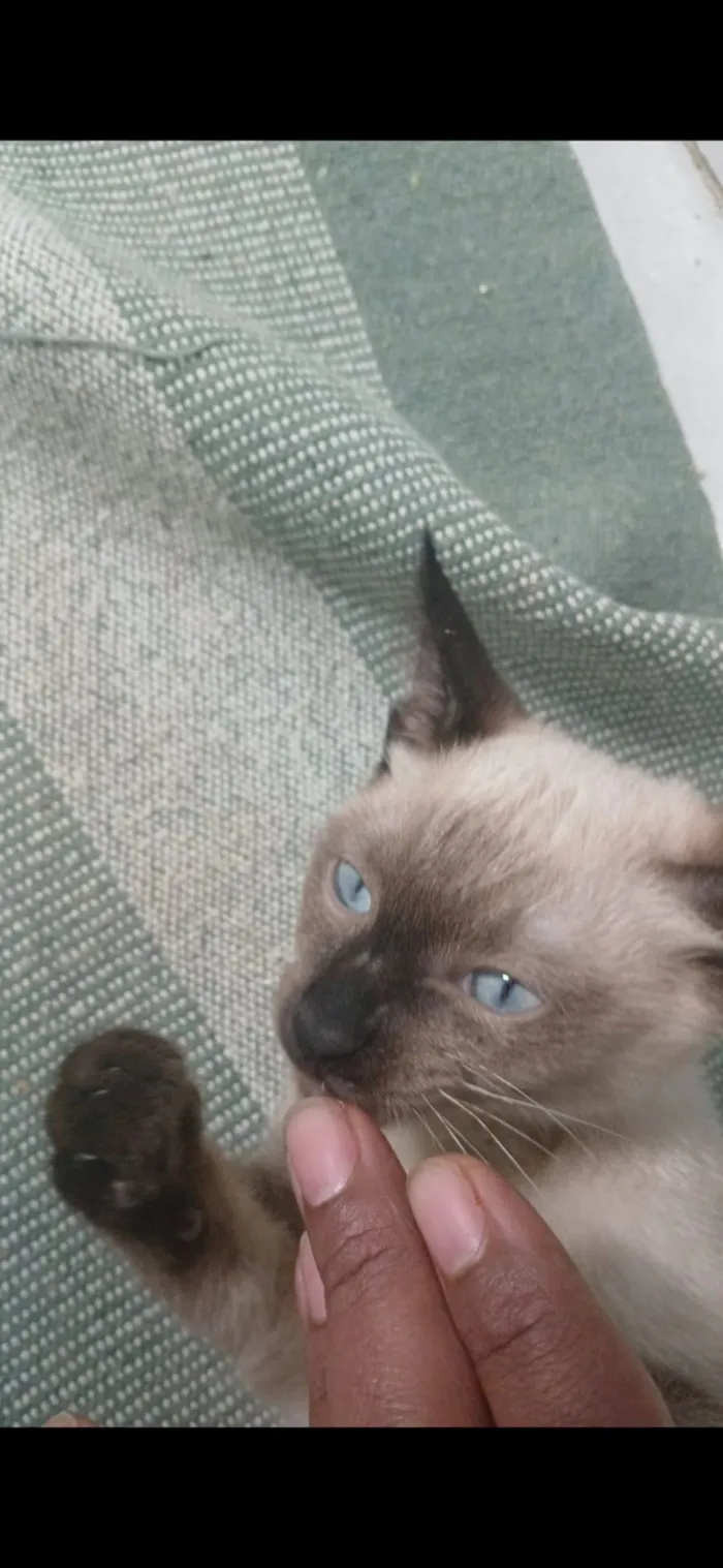 Gato raça Siamês idade 2 a 6 meses nome Theo 