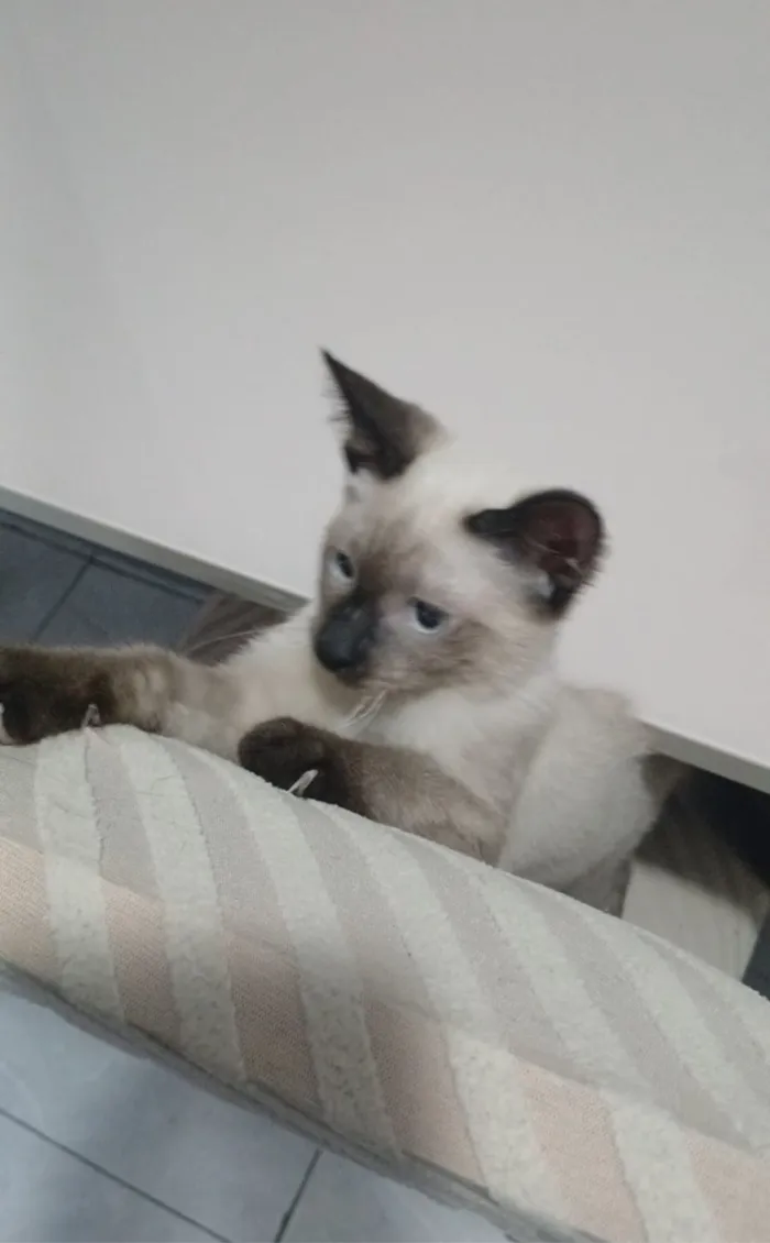 Gato raça Siamês idade 2 a 6 meses nome Theo 