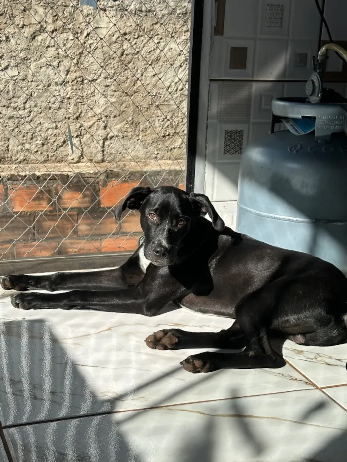 Cachorro raça SRD-ViraLata idade 7 a 11 meses nome Black