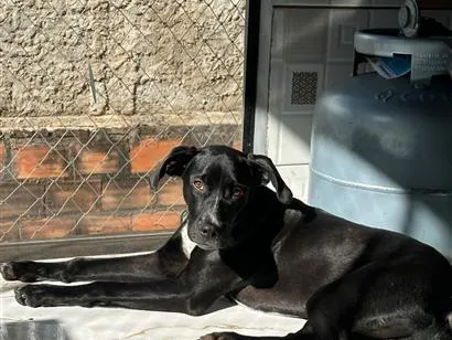 Cachorro raça SRD-ViraLata idade 7 a 11 meses nome Black