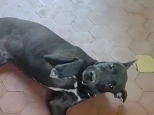 Cachorro raça SRD-ViraLata idade 2 a 6 meses nome Toró