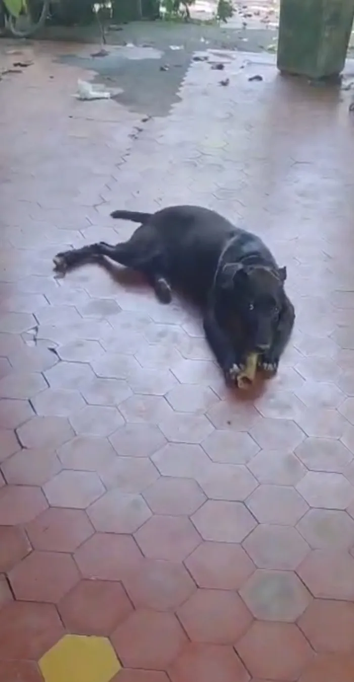 Cachorro raça SRD-ViraLata idade 2 a 6 meses nome Toró