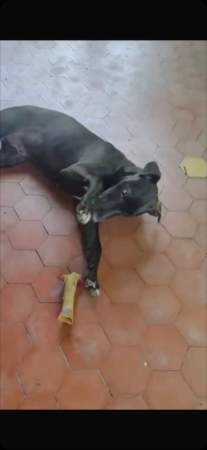 Cachorro raça SRD-ViraLata idade 2 a 6 meses nome Toró