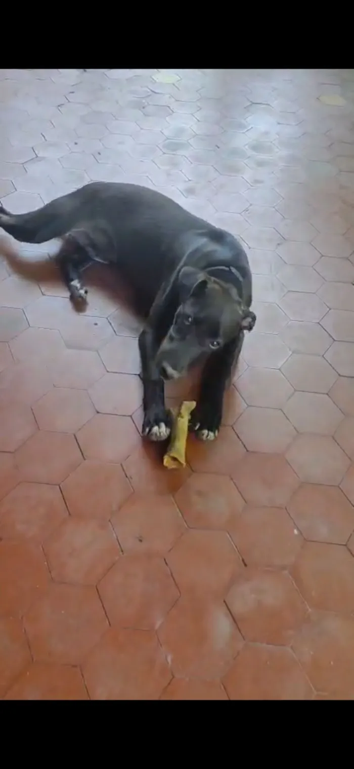 Cachorro raça SRD-ViraLata idade 2 a 6 meses nome Toró