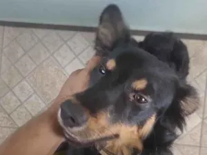 Cachorro raça SRD-ViraLata idade 1 ano nome Billy