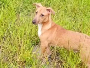 Cachorro raça SRD-ViraLata idade 7 a 11 meses nome José caramelo