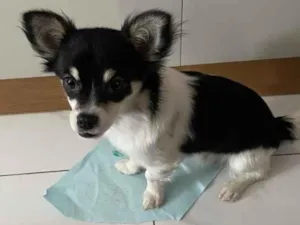 Cachorro raça SRD-ViraLata idade 1 ano nome Nick