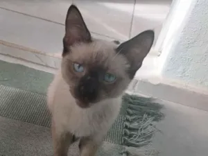Gato raça Siamês idade 2 a 6 meses nome Theo 