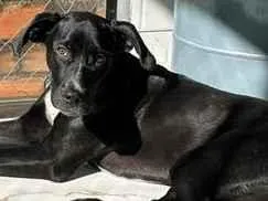 Cachorro raça SRD-ViraLata idade 7 a 11 meses nome Black