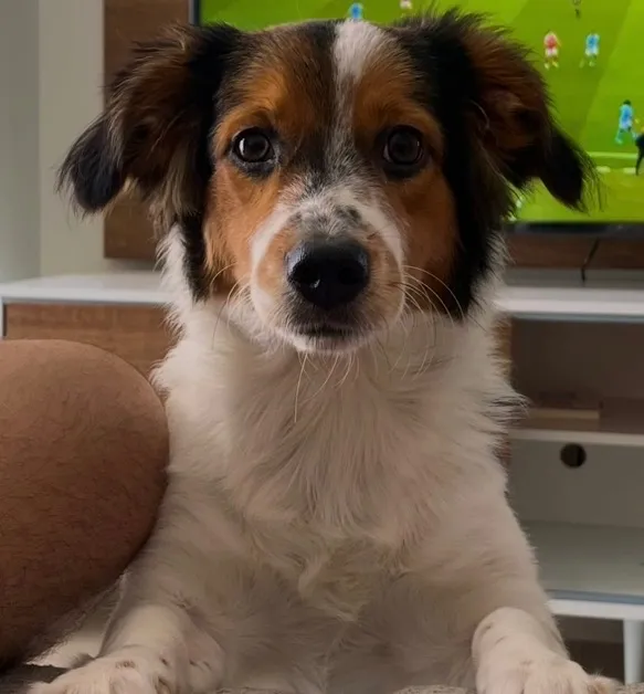Cachorro raça SRD-ViraLata idade 7 a 11 meses nome Sem nome 