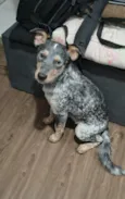 Rajado