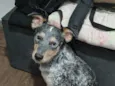Rajado