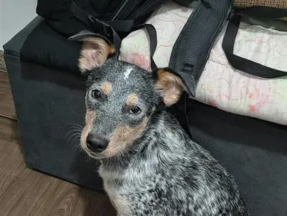 Cachorro raça SRD-ViraLata idade 7 a 11 meses nome Rajado