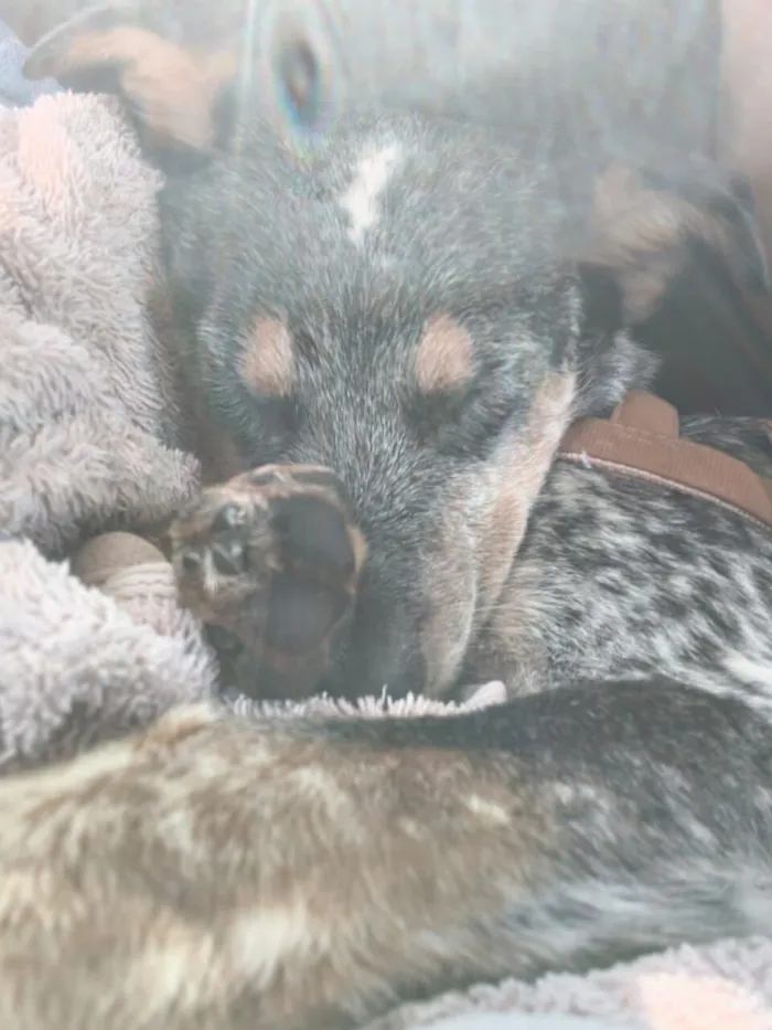 Cachorro raça SRD-ViraLata idade 7 a 11 meses nome Rajado