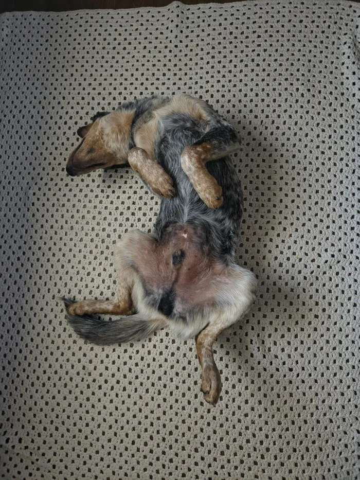 Cachorro raça SRD-ViraLata idade 7 a 11 meses nome Rajado