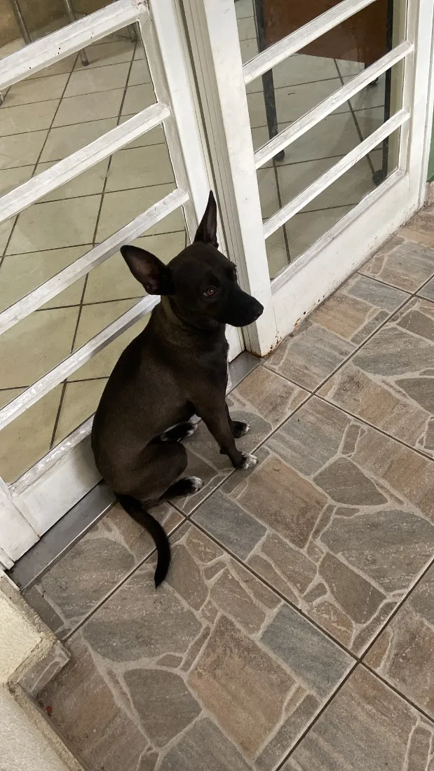 Cachorro raça SRD-ViraLata idade 1 ano nome Ella