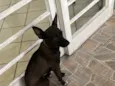 Ella