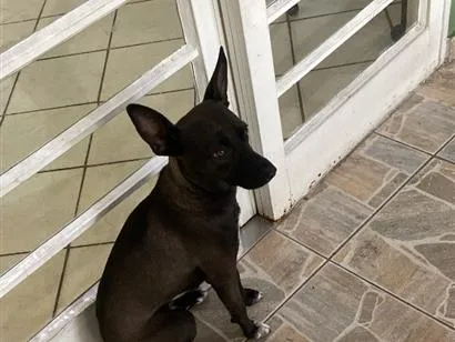 Cachorro raça SRD-ViraLata idade 1 ano nome Ella