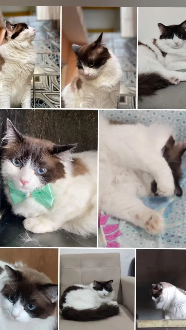 Gato raça SRD-ViraLata idade 5 anos nome Xavier 
