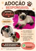 Lukinhas
