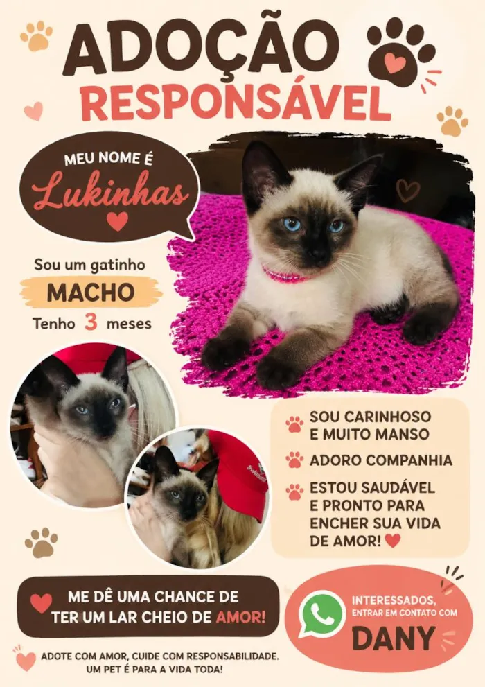 Gato raça Siamês idade 2 a 6 meses nome Lukinhas