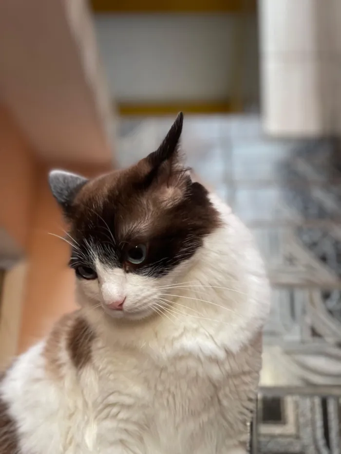 Gato raça SRD-ViraLata idade 5 anos nome Xavier 