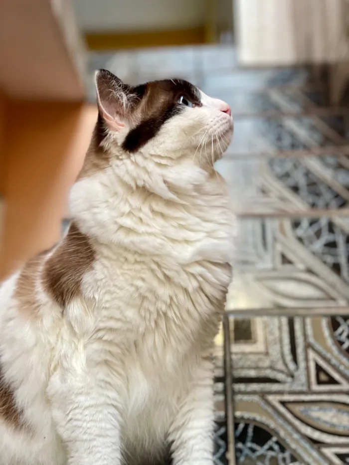 Gato raça SRD-ViraLata idade 5 anos nome Xavier 