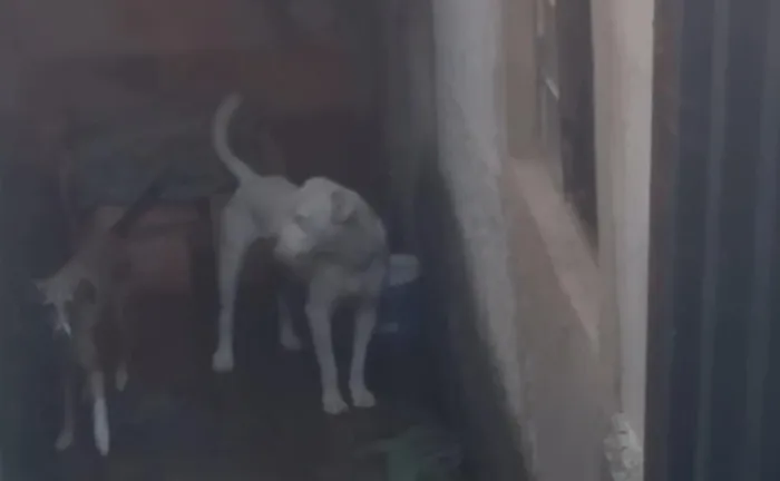 Cachorro raça Pit-Bull idade 3 anos nome Escobar e Princesa 