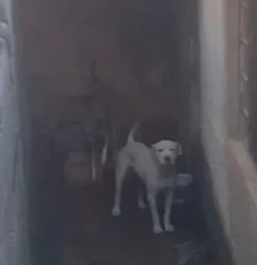 Cachorro raça Pit-Bull idade 3 anos nome Escobar e Princesa 