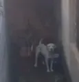 Escobar e Princesa