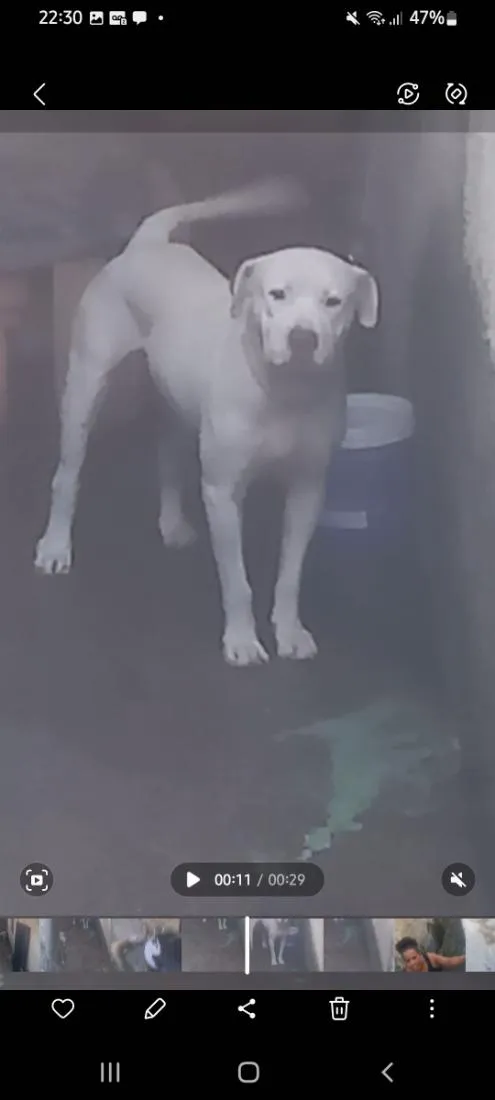 Cachorro raça Pit-Bull idade 3 anos nome Escobar e Princesa 