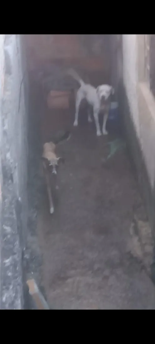 Cachorro raça Pit-Bull idade 3 anos nome Escobar e Princesa 