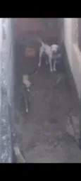 Escobar e Princesa