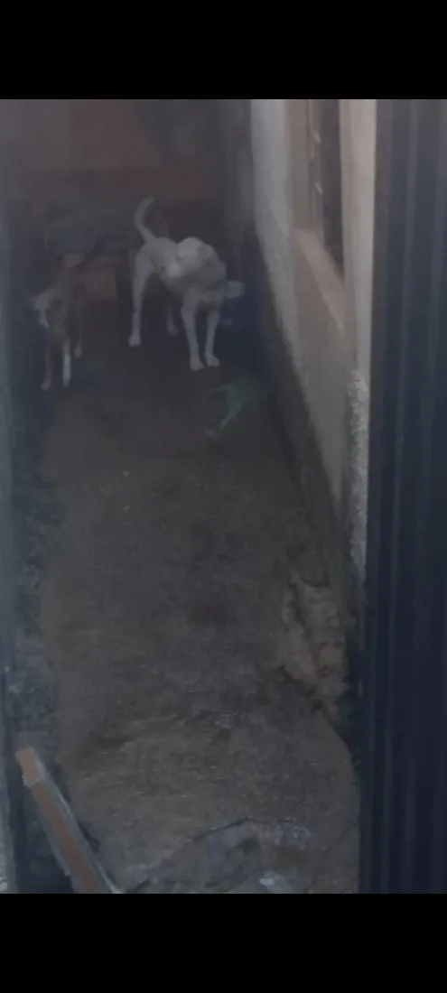 Cachorro raça Pit-Bull idade 3 anos nome Escobar e Princesa 