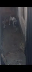 Escobar e Princesa