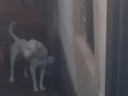Cachorro raça Pit-Bull idade 3 anos nome Escobar e Princesa 