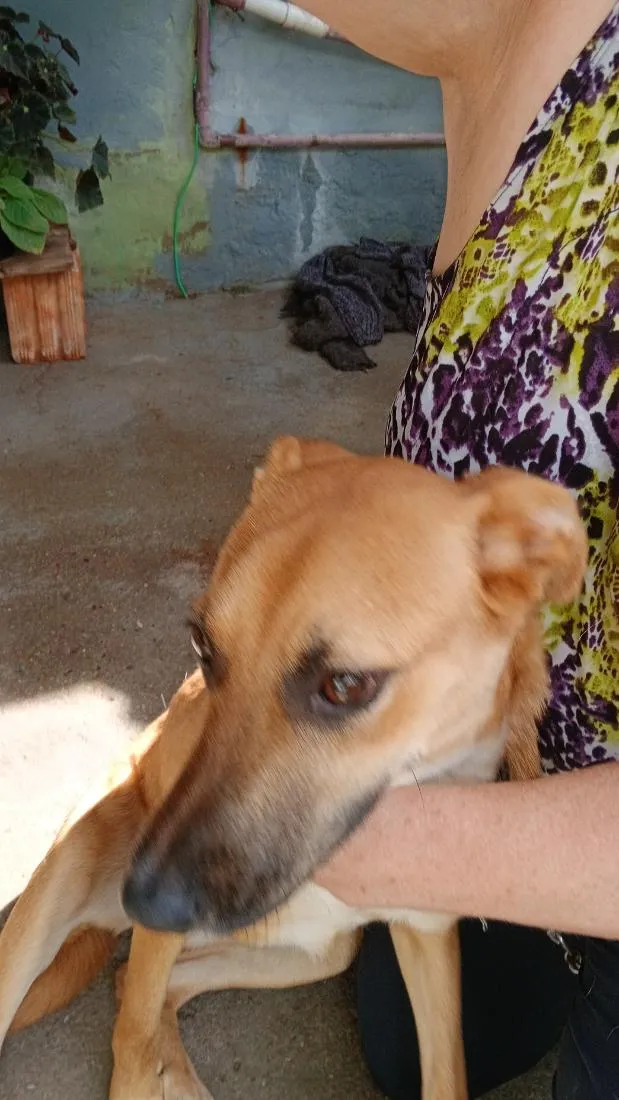 Cachorro raça SRD-ViraLata idade 7 a 11 meses nome Nina