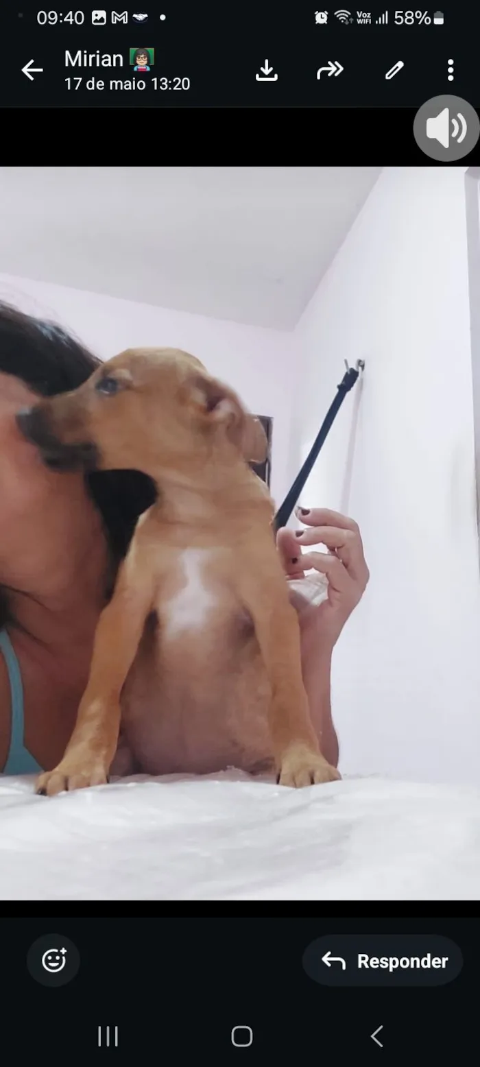 Cachorro raça SRD-ViraLata idade 2 a 6 meses nome caramelo