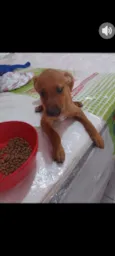 caramelo