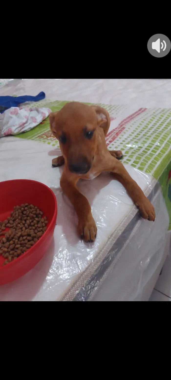 Cachorro raça SRD-ViraLata idade 2 a 6 meses nome caramelo