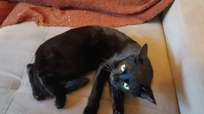 Gato raça SRD-ViraLata idade 2 a 6 meses nome belatrix 