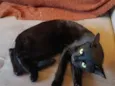 belatrix 