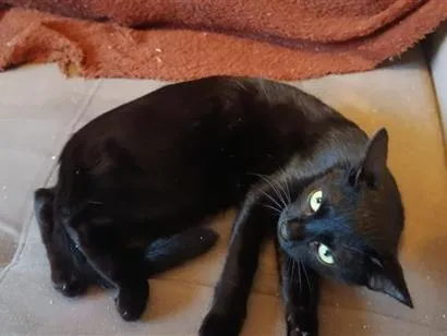 Gato raça SRD-ViraLata idade 2 a 6 meses nome belatrix 