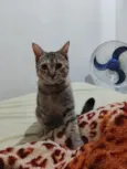 Tempestade