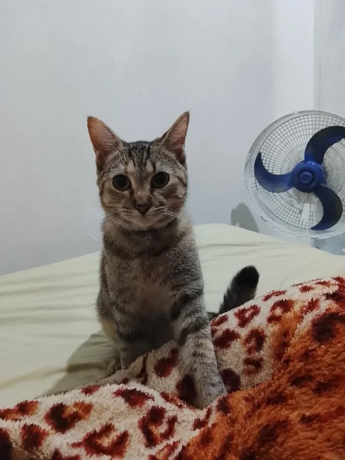 Gato raça SRD-ViraLata idade 7 a 11 meses nome Tempestade
