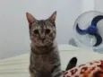 Tempestade