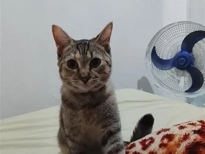 Gato raça SRD-ViraLata idade 7 a 11 meses nome Tempestade