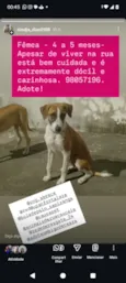 Lilica
