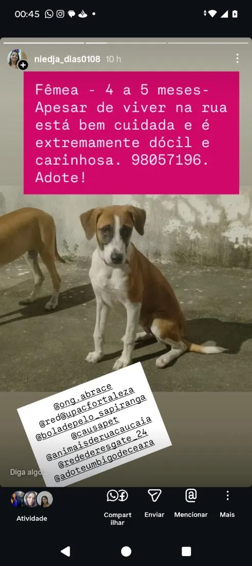 Cachorro raça SRD-ViraLata idade 2 a 6 meses nome Lilica